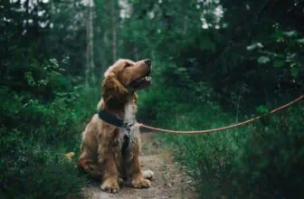 Hundefotografering